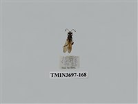 藏品(膜翅目(蜂))的圖片